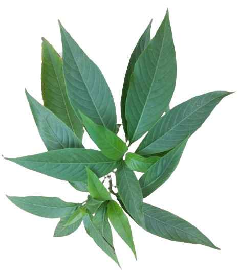 Adhatoda_vasica1 Image